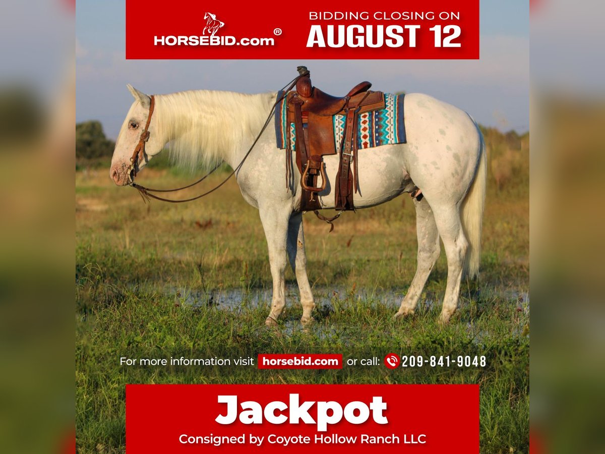 Quarter horse américain Croisé Hongre 10 Ans 157 cm Gris in Waterford