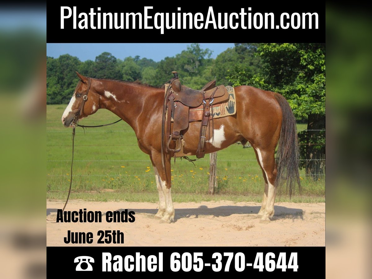 Quarter horse américain Hongre 10 Ans 157 cm Overo-toutes couleurs in Rusk TX