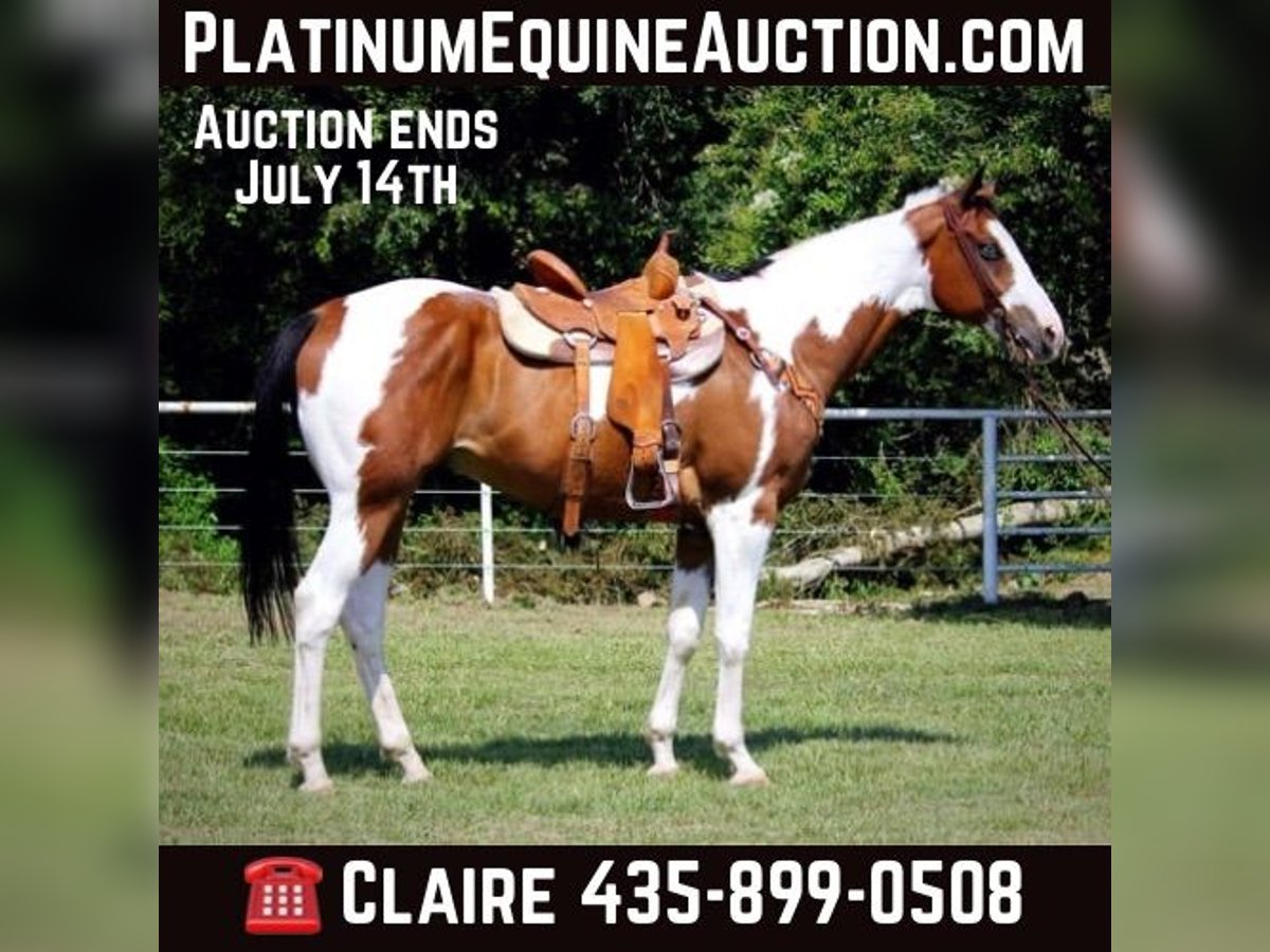 Quarter horse américain Hongre 10 Ans 163 cm Tobiano-toutes couleurs in Grapeland TX