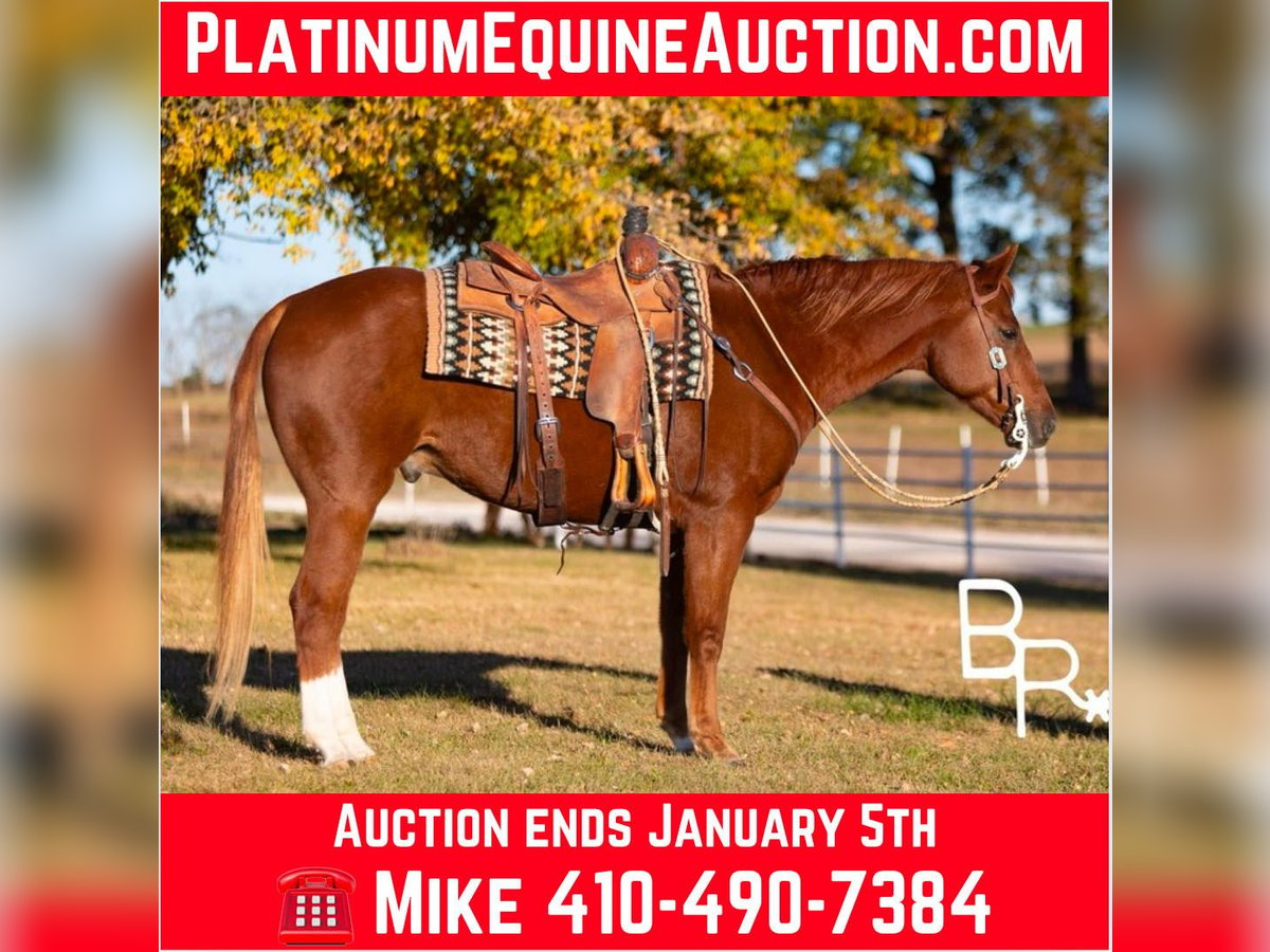 Quarter horse américain Hongre 10 Ans Alezan brûlé in Mountain Grove Mo