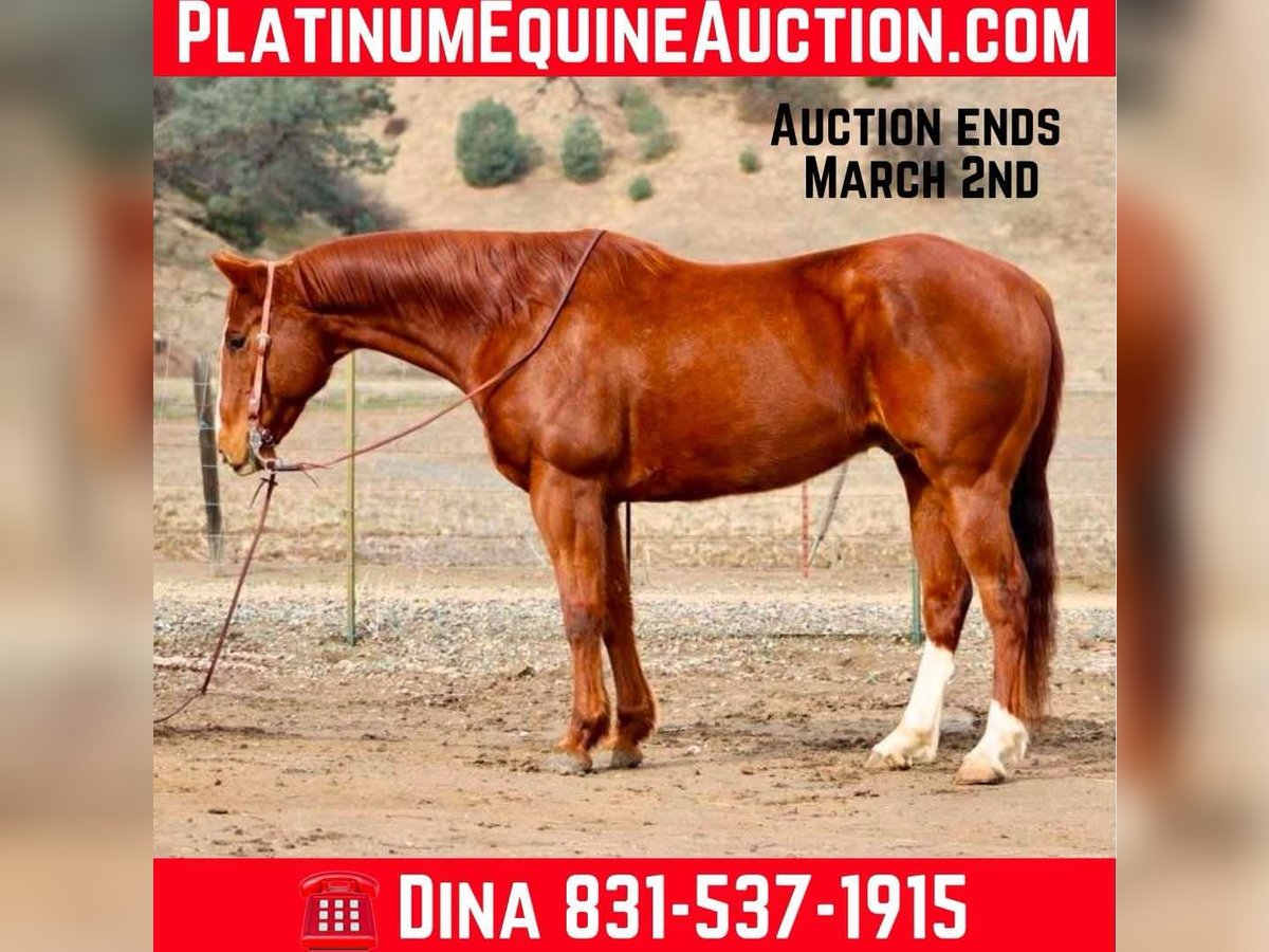 Quarter horse américain Hongre 10 Ans Alezan brûlé in Paicines, CA