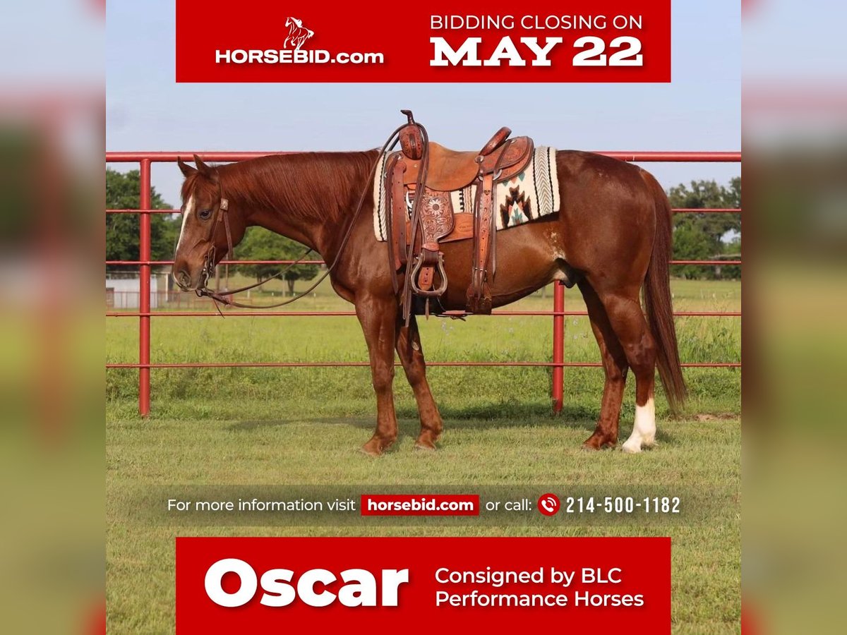 Quarter horse américain Hongre 10 Ans Alezan cuivré in Grand Saline, TX