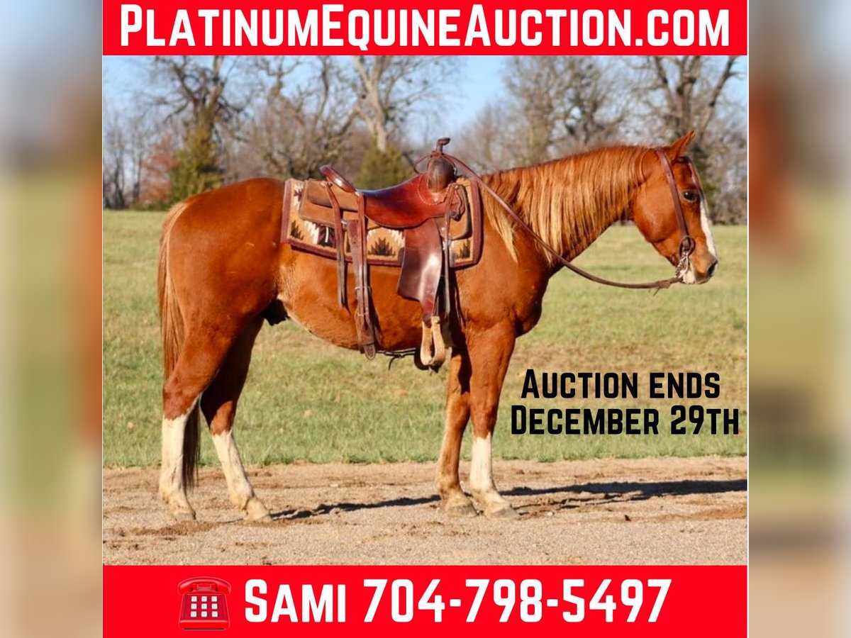 Quarter horse américain Hongre 10 Ans Alezan cuivré in Brooksville Ky