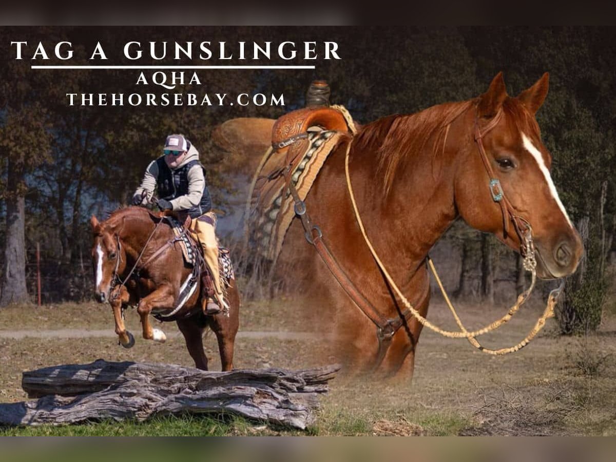 Quarter horse américain Hongre 10 Ans Alezan cuivré in Mountain Grove, MO