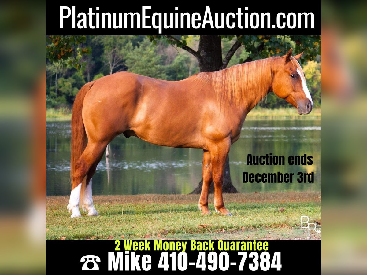 Quarter horse américain Hongre 10 Ans Alezan dun in Moutain Grove MO