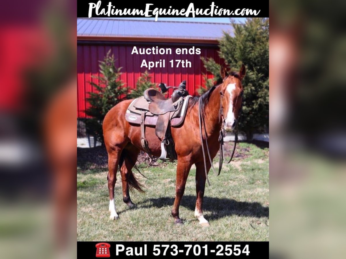 Quarter horse américain Hongre 10 Ans Bai cerise in Columbia, MO