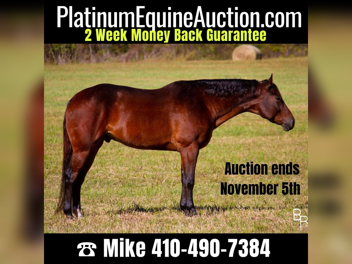 Quarter horse américain Hongre 10 Ans Bai cerise in Mountain Grove MO