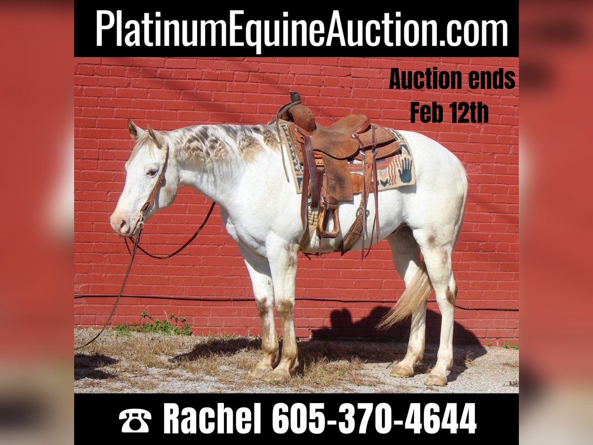 Quarter horse américain Hongre 10 Ans Blanc in RUSK TX