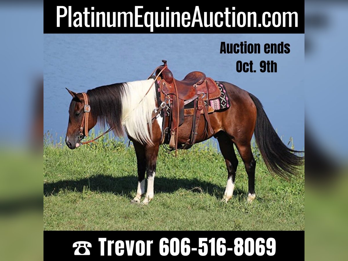 Quarter horse américain Hongre 10 Ans Tobiano-toutes couleurs in Whitley City KY