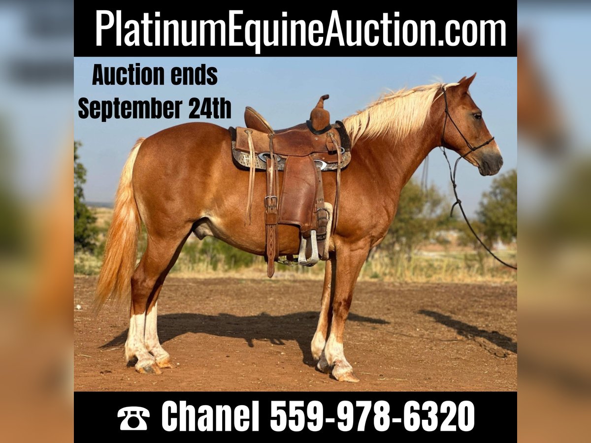 Quarter horse américain Hongre 11 Ans 135 cm Alezan brûlé in byers TX