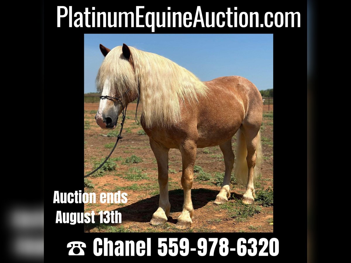 Quarter horse américain Hongre 11 Ans 135 cm Alezan cuivré in Byers TX