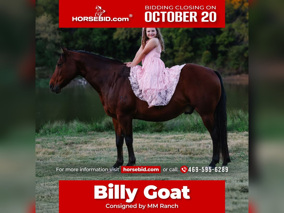 Quarter horse américain Hongre 11 Ans 140 cm Bai cerise in Forney