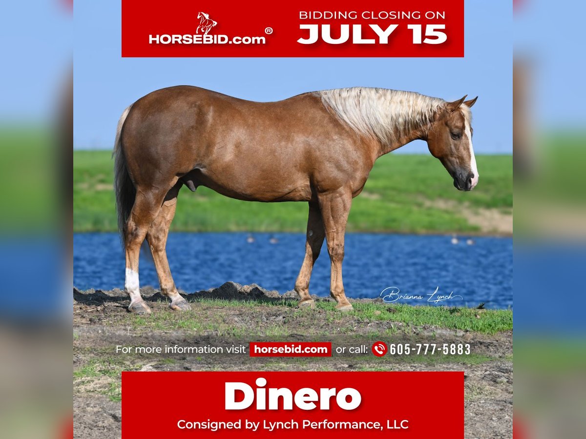 Quarter horse américain Hongre 11 Ans 145 cm Palomino in Canistota, SD