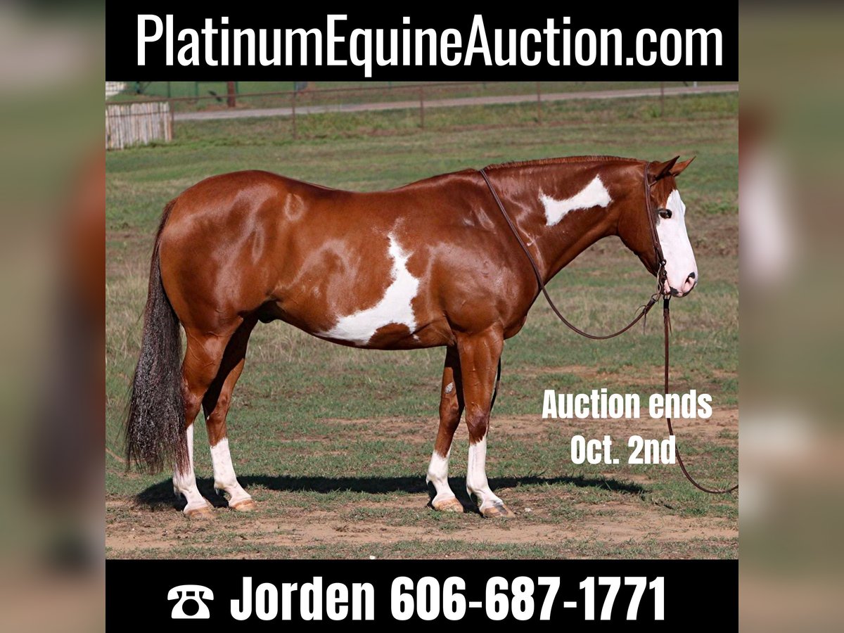 Quarter horse américain Hongre 11 Ans 147 cm Alezan cuivré in Cleburne TX