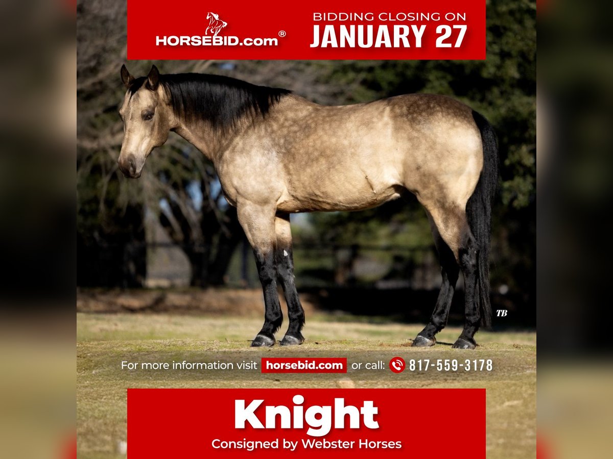 Quarter horse américain Hongre 11 Ans 147 cm Buckskin in Ponder, TX