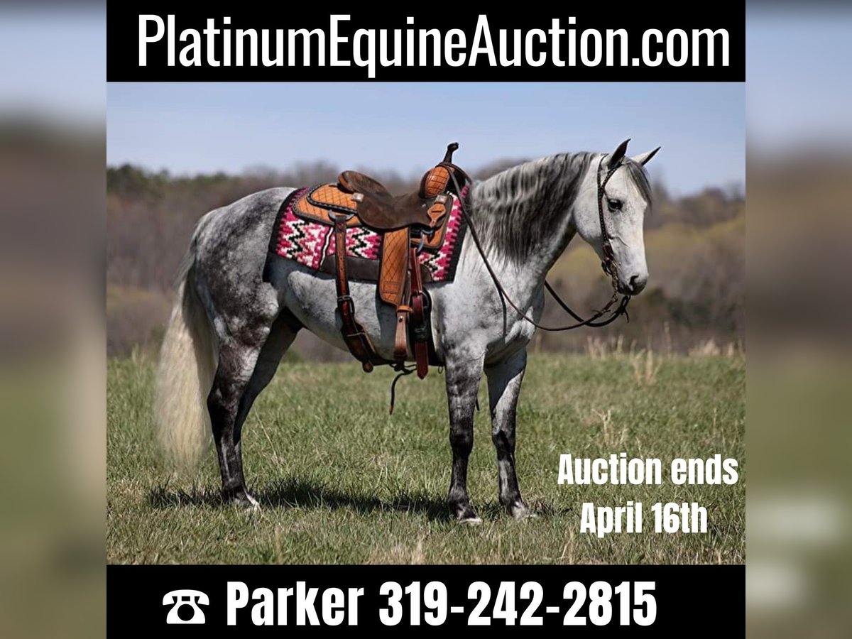 Quarter horse américain Hongre 11 Ans 147 cm Gris pommelé in BRodhead KY