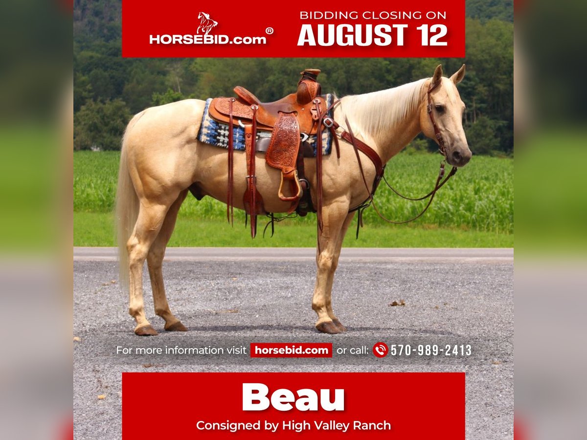 Quarter horse américain Hongre 11 Ans 147 cm Palomino in Allenwood