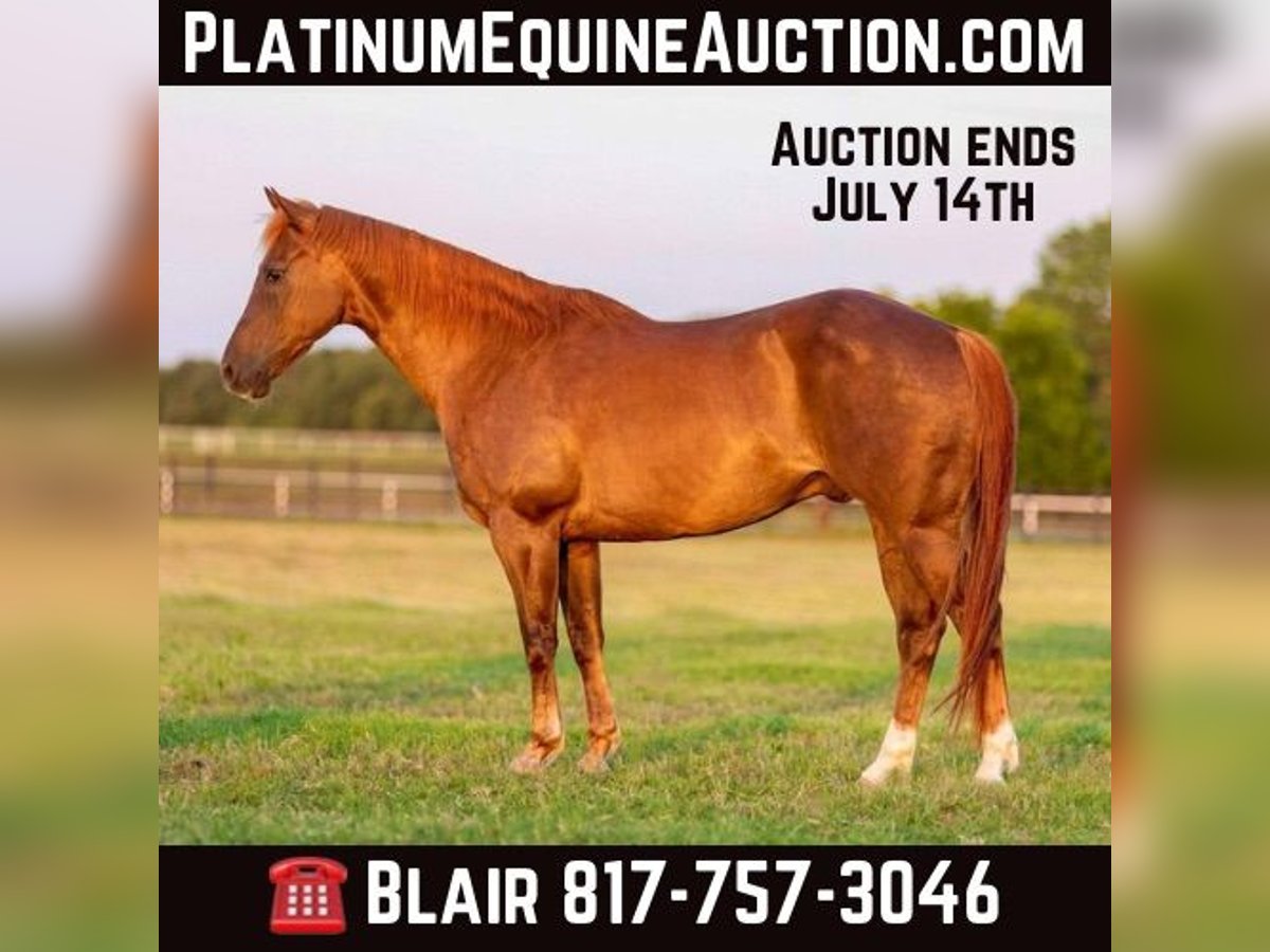 Quarter horse américain Hongre 11 Ans 150 cm Alezan brûlé in Weatherford TX