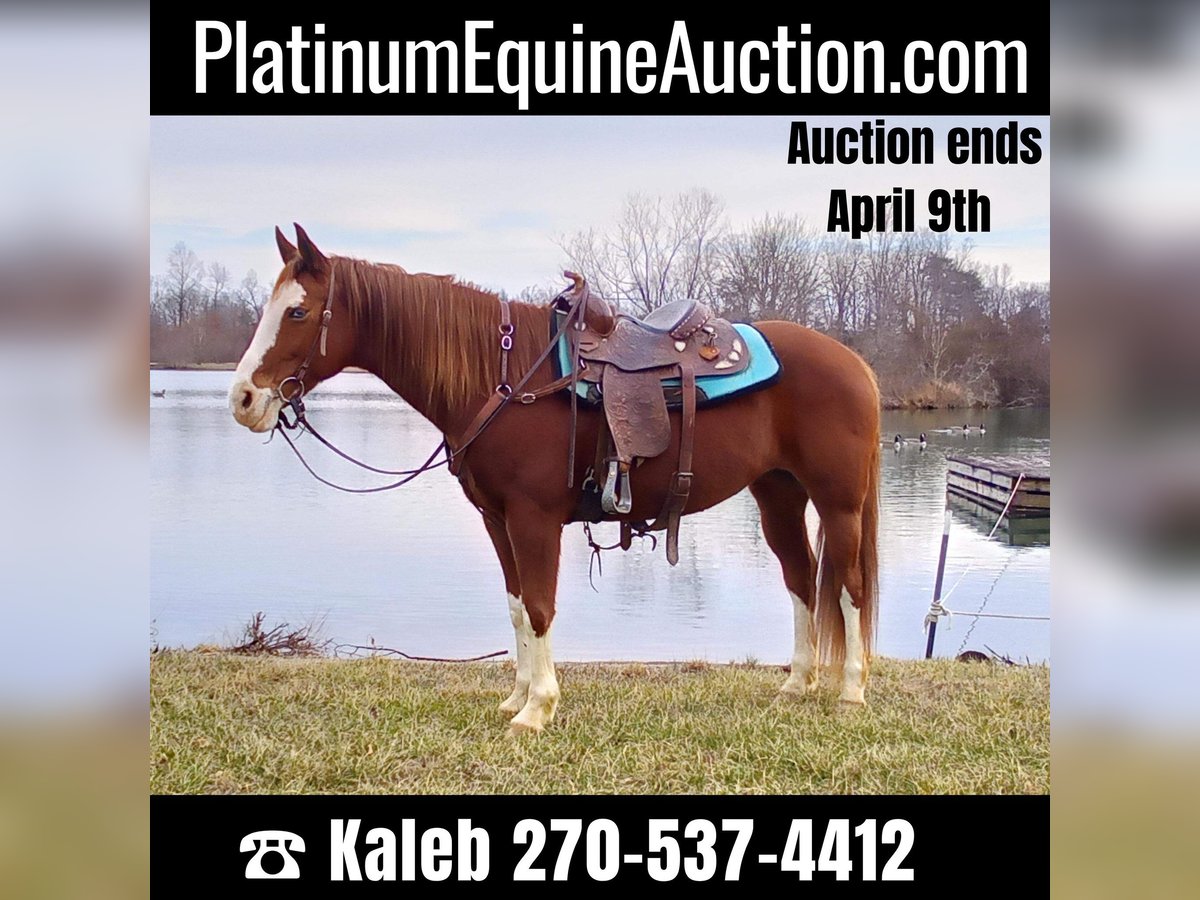 Quarter horse américain Hongre 11 Ans 150 cm Alezan cuivré in Cub RUb KY