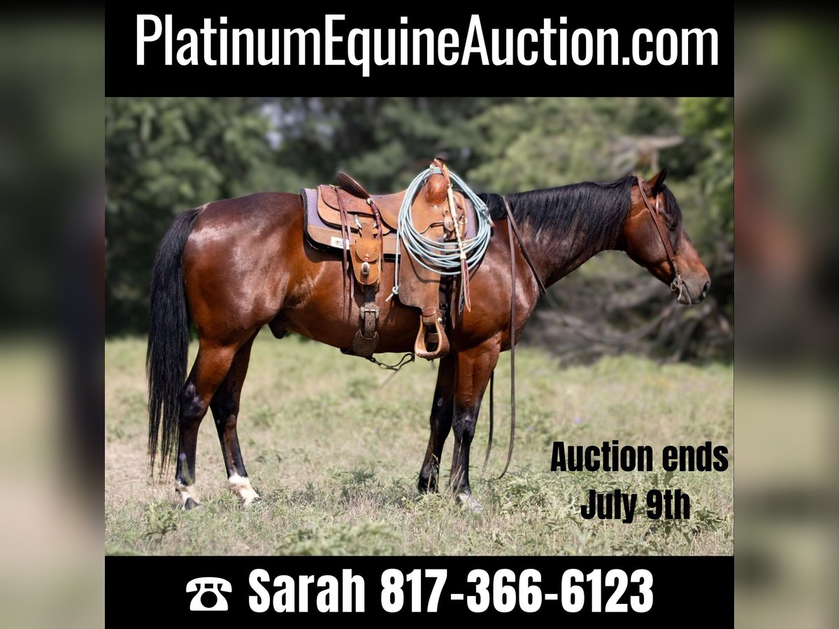 Quarter horse américain Hongre 11 Ans 150 cm Bai cerise in Weatherford TX