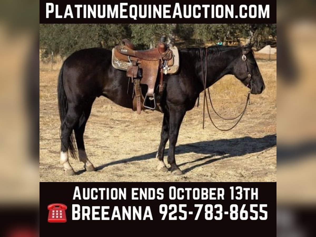 Quarter horse américain Hongre 11 Ans 150 cm Noir in Valley Springs  CA