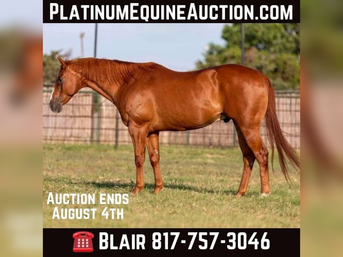 Quarter horse américain Hongre 11 Ans 152 cm Alezan cuivré in Weatherford TX