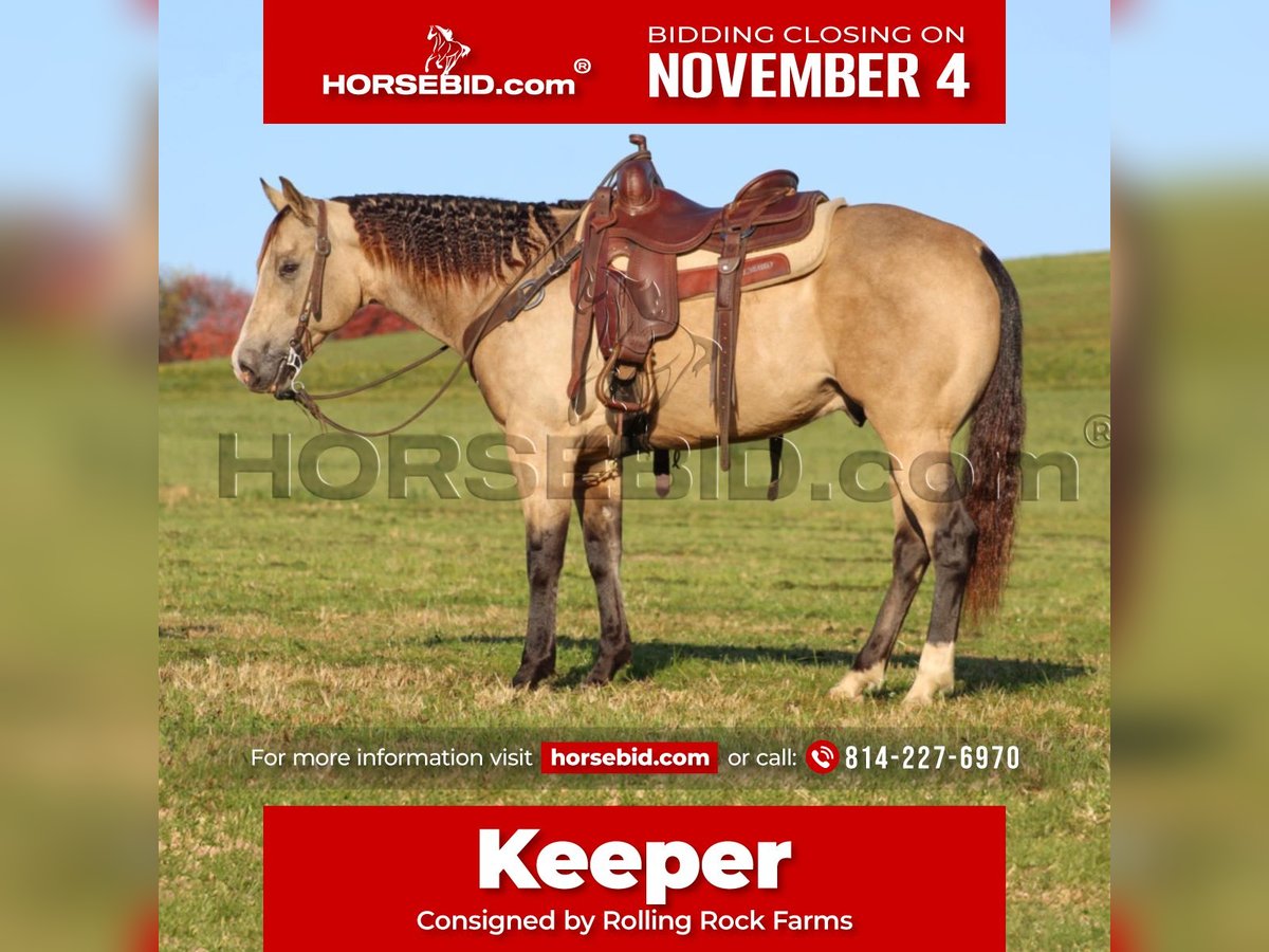 Quarter horse américain Hongre 11 Ans 152 cm Buckskin in Clarion, PA