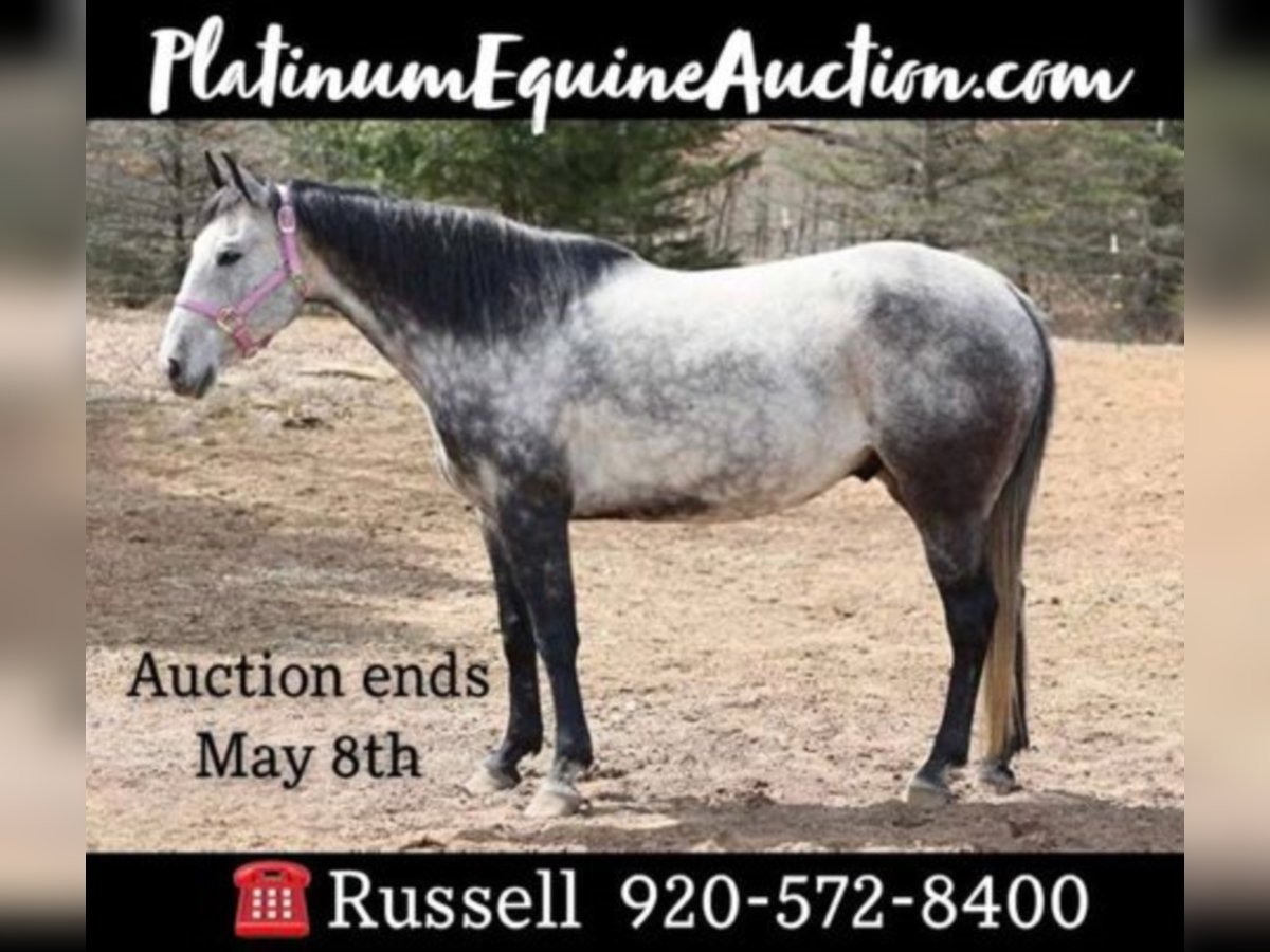 Quarter horse américain Hongre 11 Ans 152 cm Gris in Navarino WI