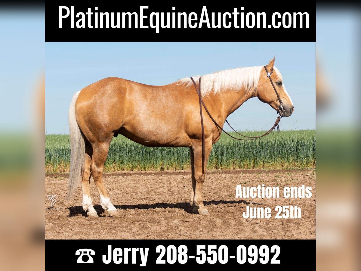 Quarter horse américain Hongre 11 Ans 152 cm Palomino in Caldwell ID