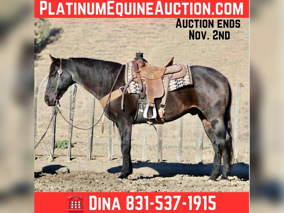 Quarter horse américain Hongre 11 Ans 152 cm Rouan Bleu in Paicines CA