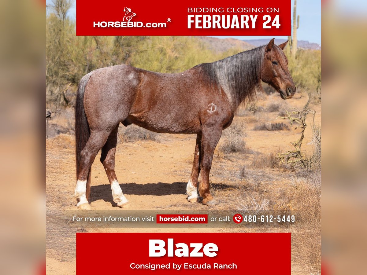 Quarter horse américain Hongre 11 Ans 152 cm Rouan Rouge in New River, AZ