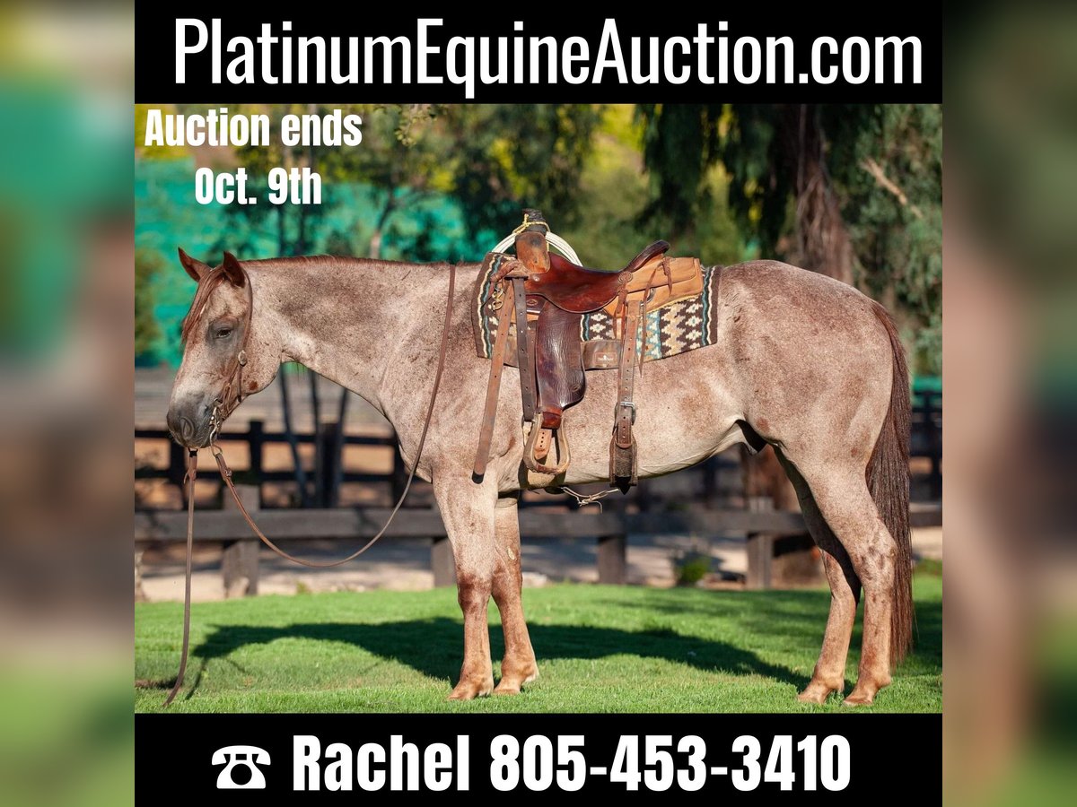 Quarter horse américain Hongre 11 Ans 152 cm Rouan Rouge in Murrietta, CA