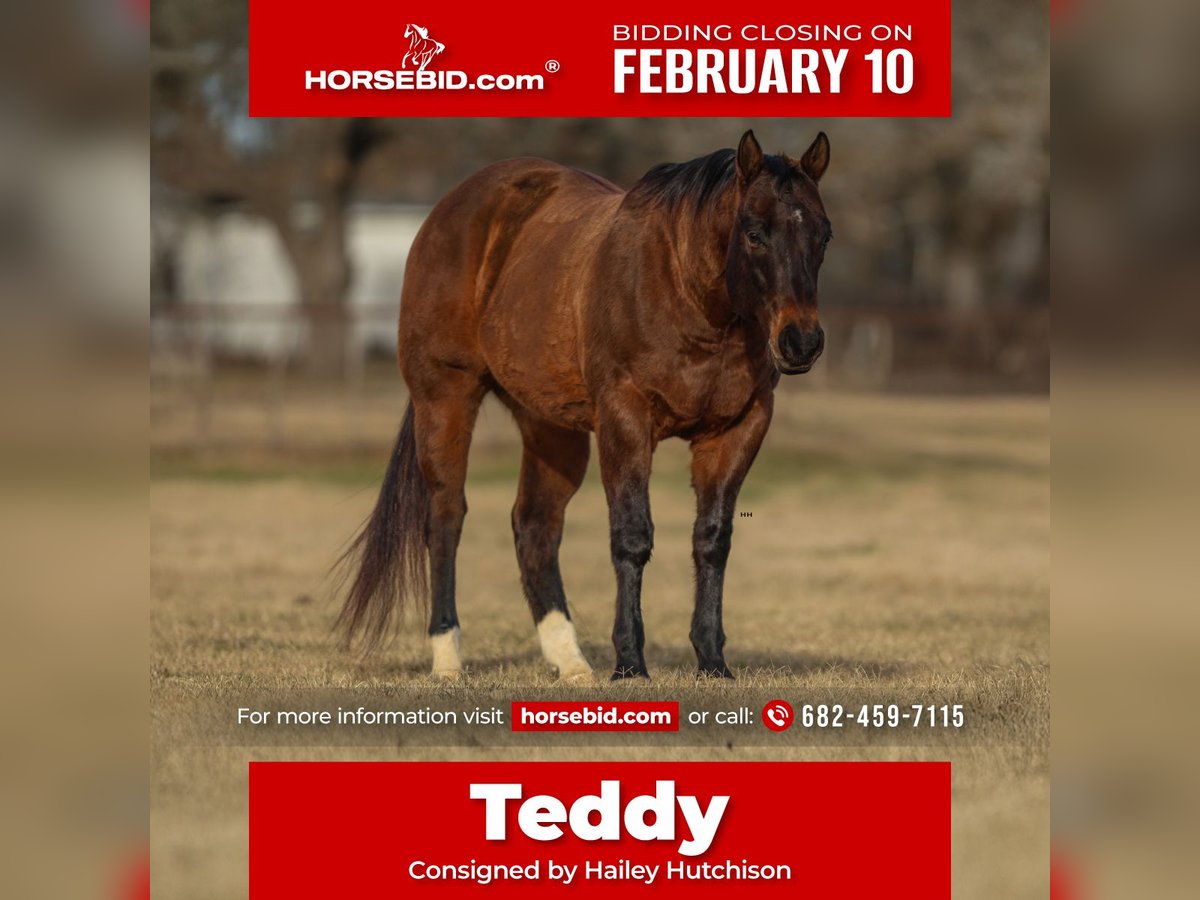 Quarter horse américain Hongre 11 Ans 155 cm Bai cerise in Joshua, TX