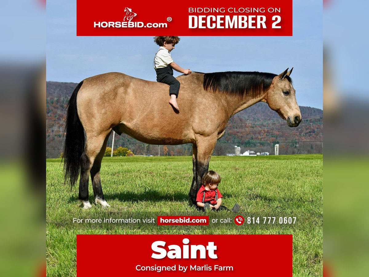 Quarter horse américain Hongre 11 Ans 155 cm Buckskin in Rebersburg