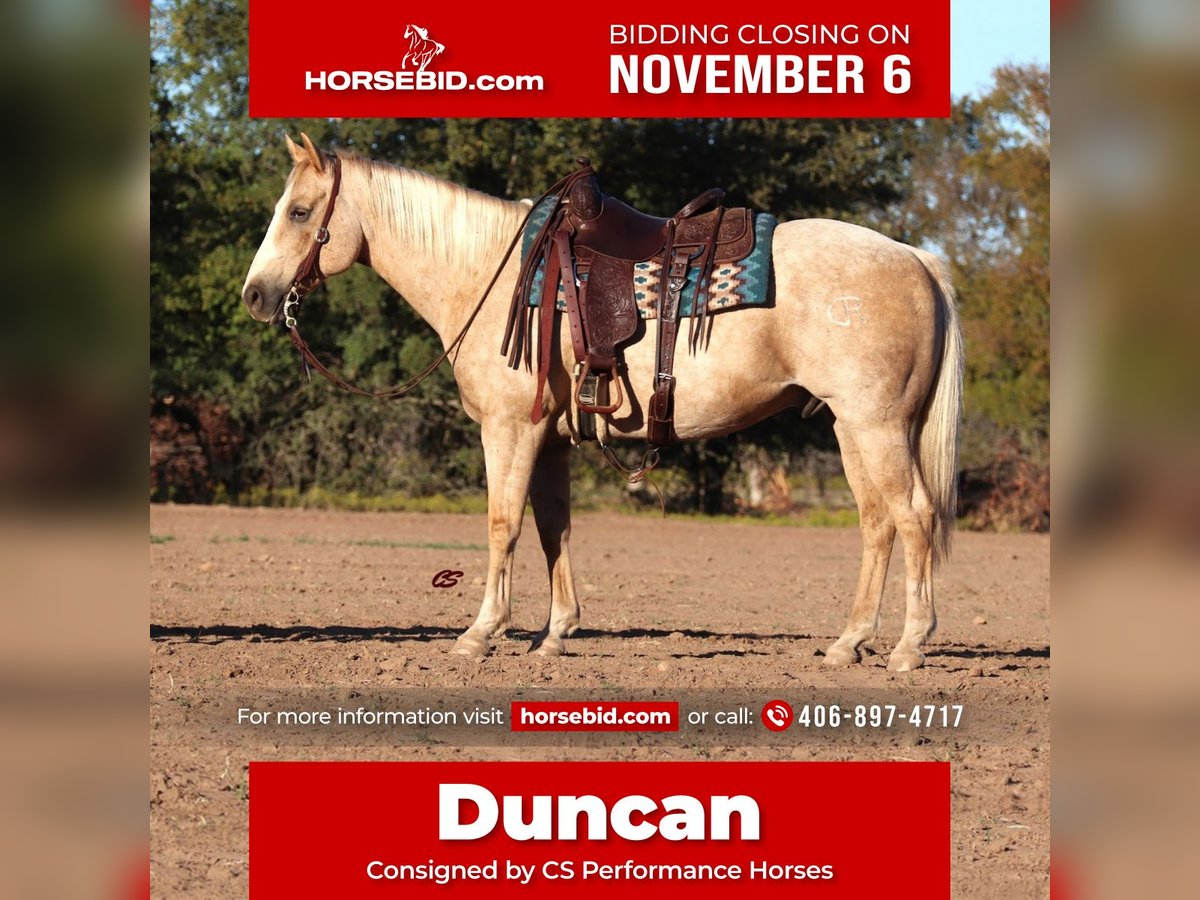 Quarter horse américain Hongre 11 Ans 155 cm Palomino in Graham,  TX