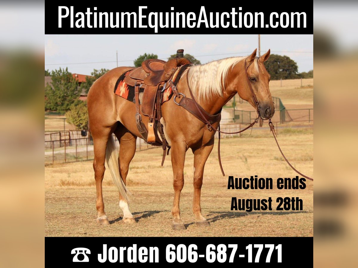 Quarter horse américain Hongre 11 Ans 155 cm Palomino in Cleburne Tx