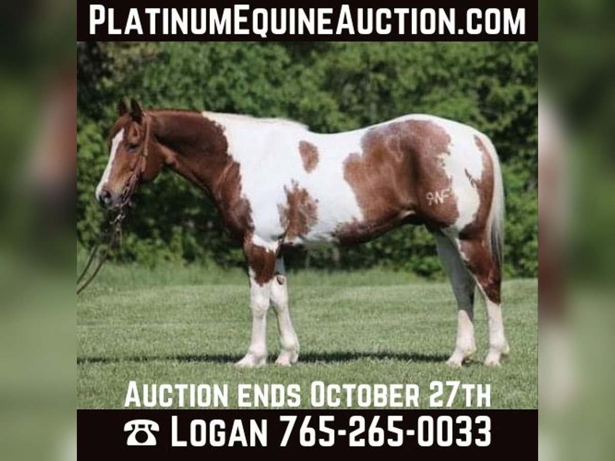 Quarter horse américain Hongre 11 Ans 155 cm Tobiano-toutes couleurs in LEvel Green KY