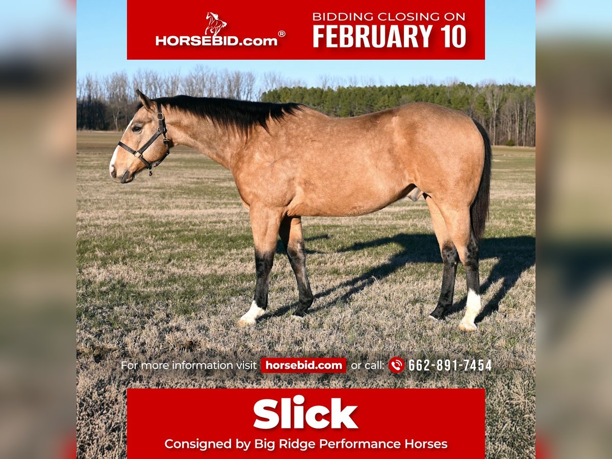 Quarter horse américain Hongre 11 Ans 157 cm Buckskin in Baldwyn, MS