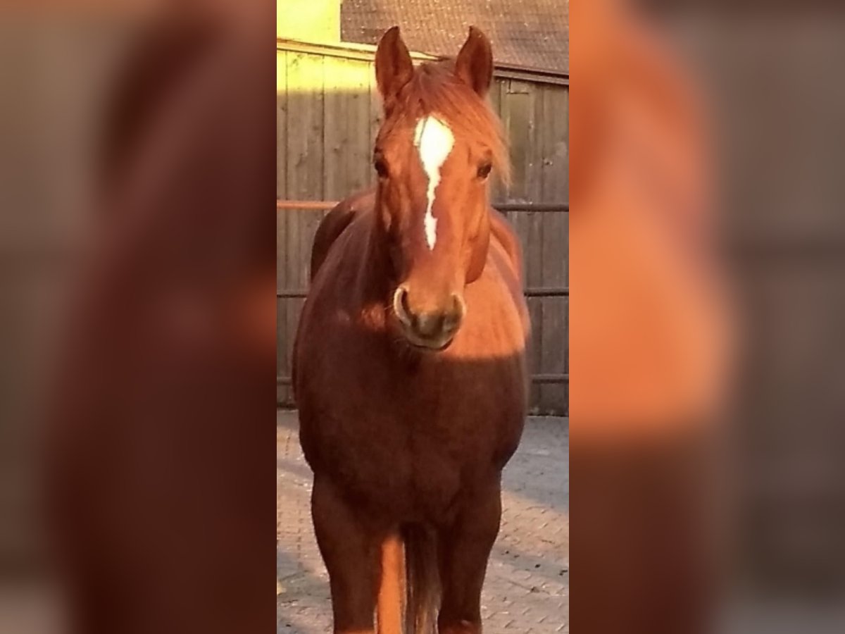 Quarter horse américain Hongre 11 Ans 160 cm Alezan in Beimerstetten