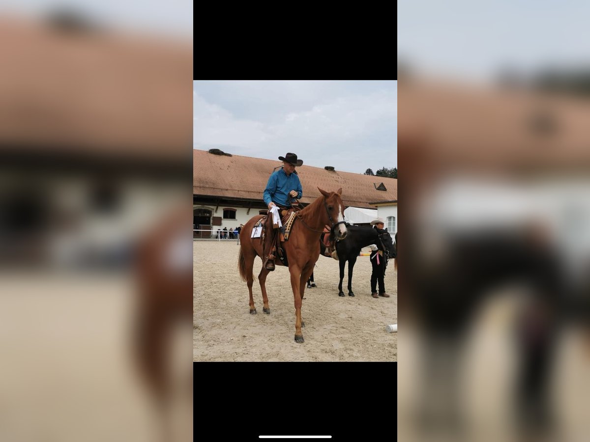 Quarter horse américain Hongre 11 Ans 160 cm Alezan in Bonfol