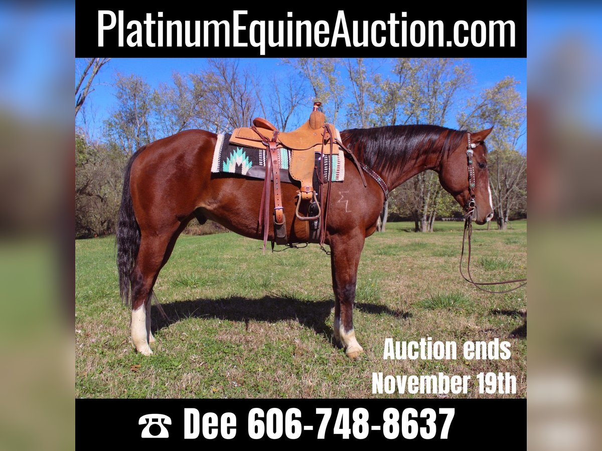 Quarter horse américain Hongre 11 Ans 160 cm Bai cerise in Flemingsburg KY