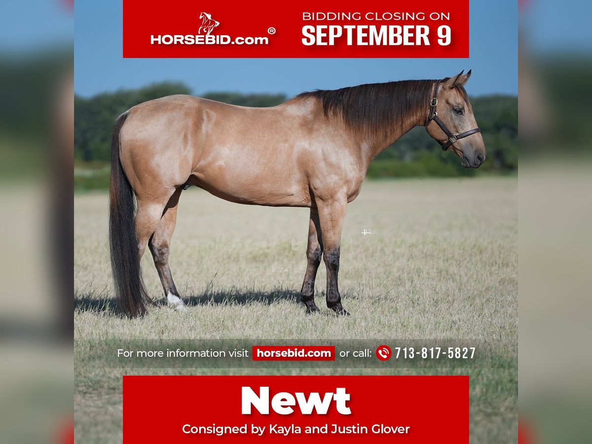 Quarter horse américain Hongre 11 Ans 160 cm Buckskin in Granbury, TX