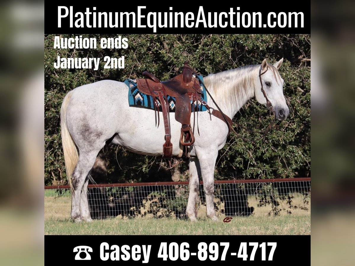 Quarter horse américain Hongre 11 Ans 160 cm Gris in Jacksboro TX