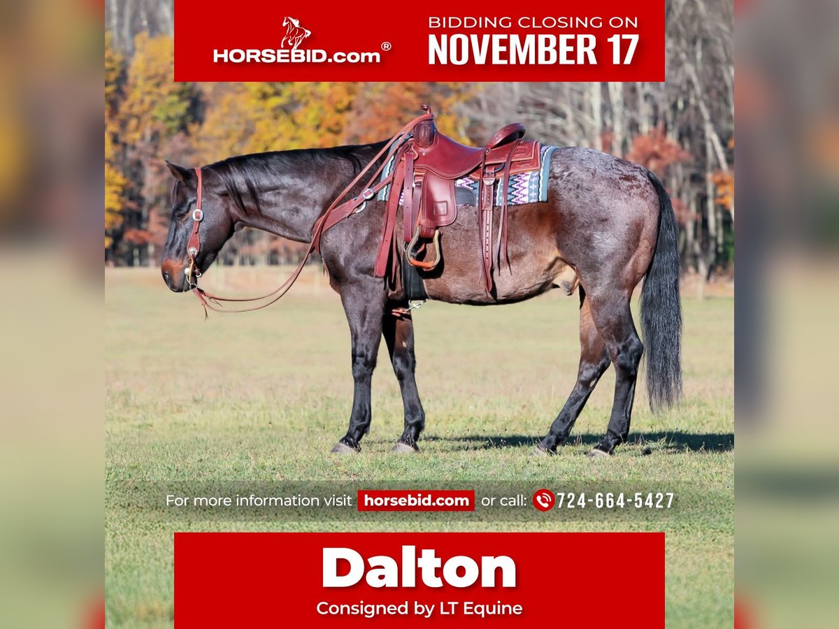 Quarter horse américain Hongre 11 Ans 160 cm Roan-Bay in Clarion