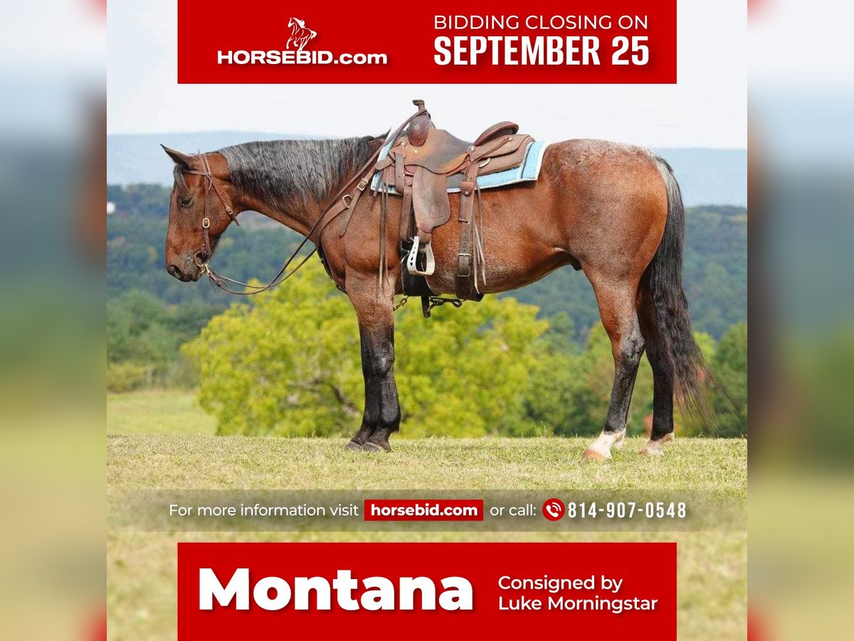 Quarter horse américain Hongre 11 Ans 160 cm Roan-Bay in Needmore, PA