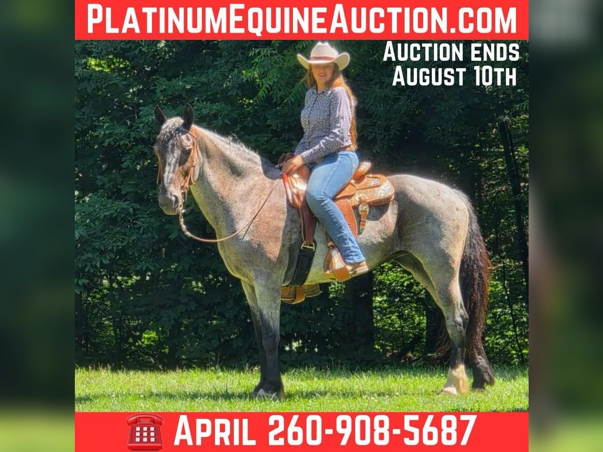 Quarter horse américain Hongre 11 Ans 160 cm Rouan Bleu in Camden. MI