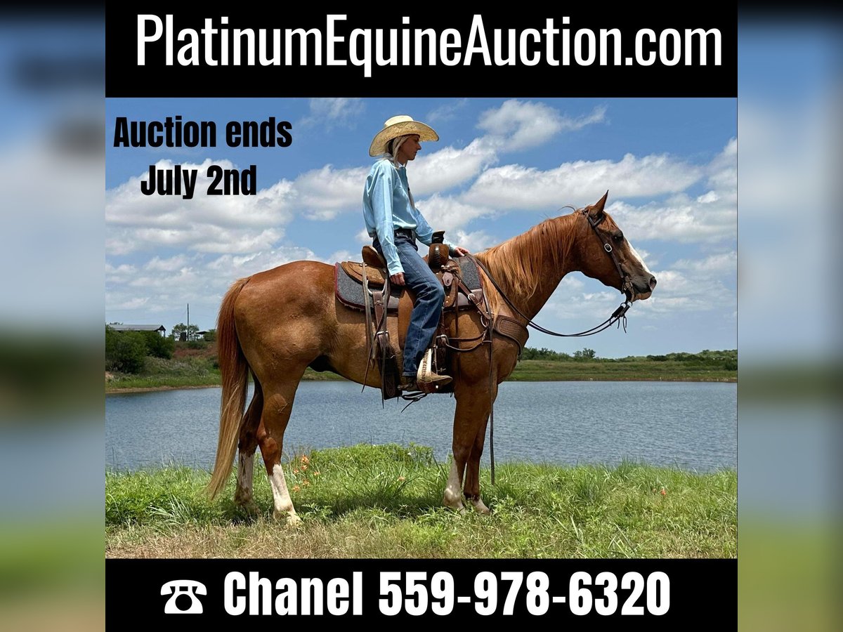 Quarter horse américain Hongre 11 Ans Alezan cuivré in Byers TX