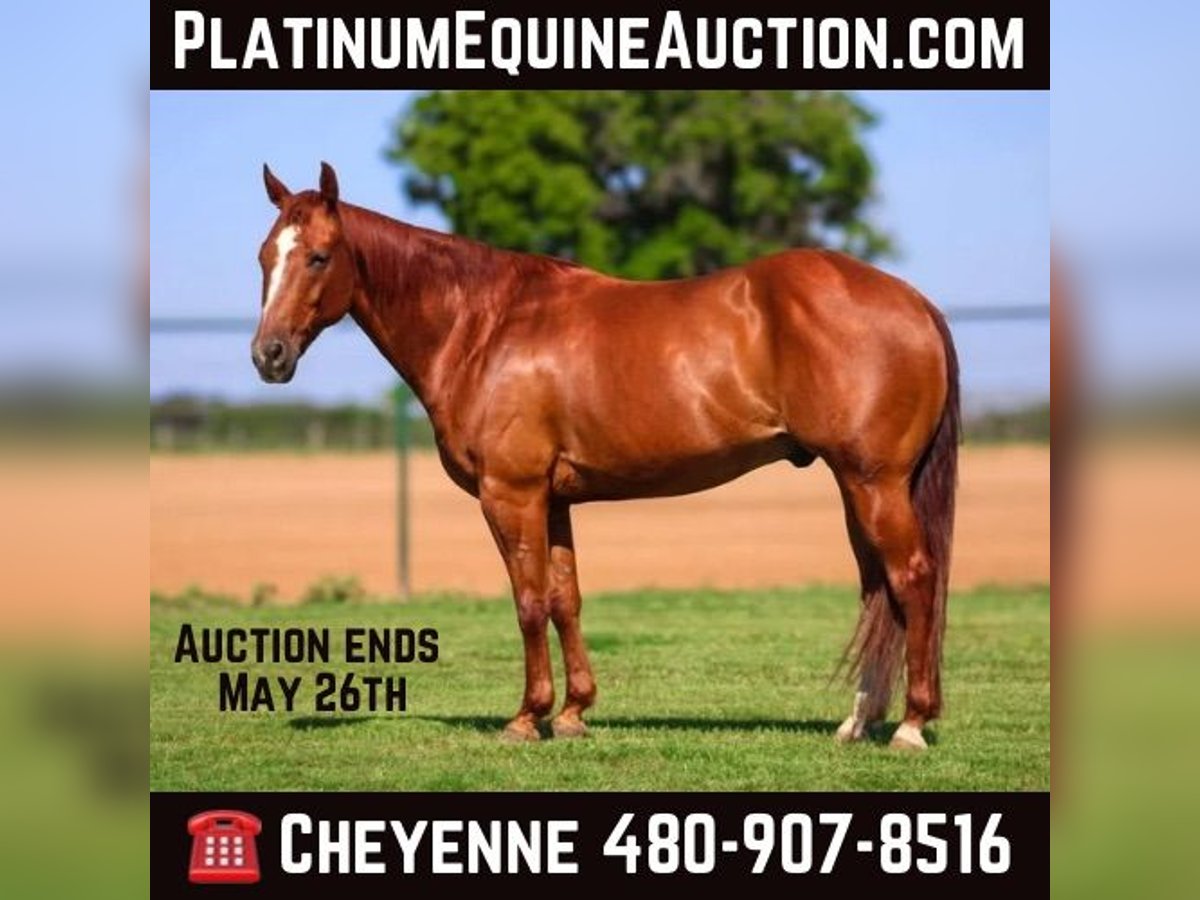 Quarter horse américain Hongre 11 Ans Alezan cuivré in Stephenville TX