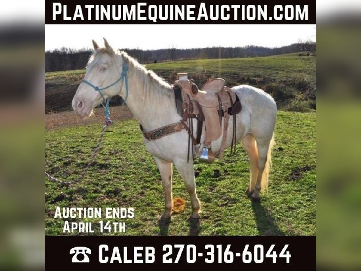 Quarter horse américain Hongre 11 Ans Blanc in FORDSVILLE, KY