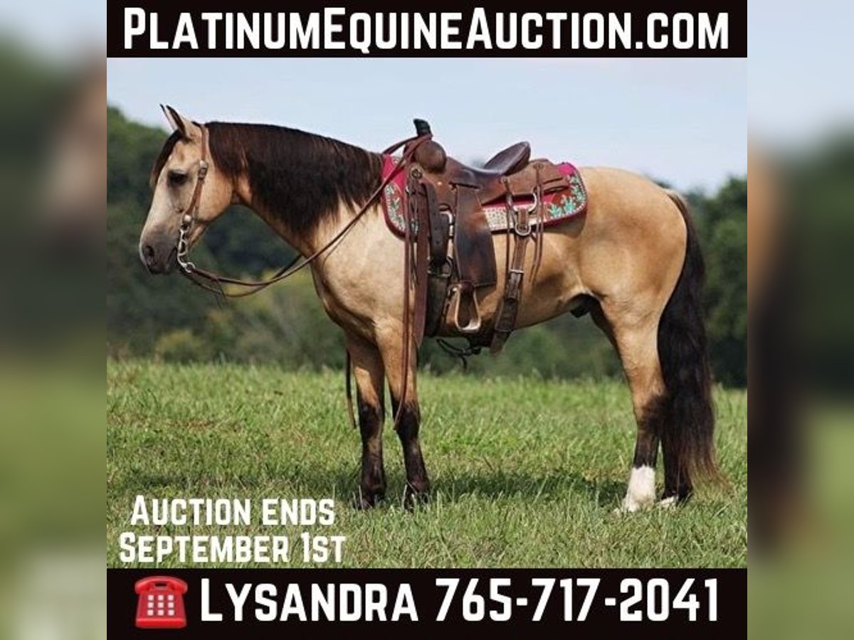 Quarter horse américain Hongre 11 Ans Buckskin in Brodhead Ky